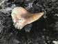 Óriás csiperke (Agaricus augustus), Budai-hegység